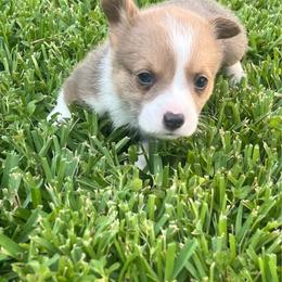 BB Boy 1 - Blue male Pembroke Welsh Corgi puppy in Dickinson, Texas from Gulf Coast Corgis