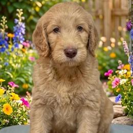 Washington - Apricot male Goldendoodle puppy in Tybee Island, Georgia from Castaway Doodles