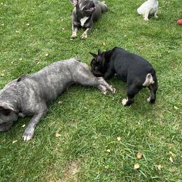 French Bulldog and Rottweiler Puppies from MBArotties_frenchies
