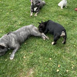 French Bulldog and Rottweiler Puppies from MBArotties_frenchies