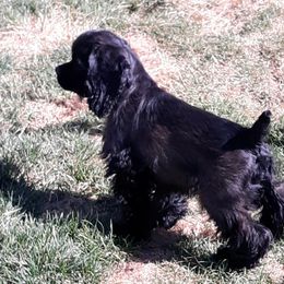 Cocker Spaniel Puppies from Doc's Cockers