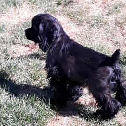 Cocker Spaniel Puppies from Doc's Cockers
