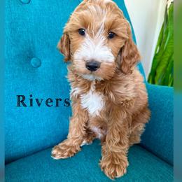 Rivers - Red  male Goldendoodle puppy in Glendale, Arizona from Follow Your Bliss Doodles