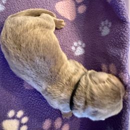 Silver Male- Black - Silver male Dilute Retriever puppy in Marion, Illinois from Summer Lovin’ Labradors of Southern Illinois