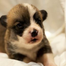 Evan - Red male Pembroke Welsh Corgi puppy in Inola, Oklahoma from Pine Lane Pembrokes