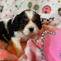 Alana - Tri-color female Cavalier King Charles Spaniel puppy in Sacramento, California from Angels Ridge Cavaliers
