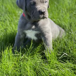 Cane Corso Puppies from Knights of Valor Cane Corso Kennel