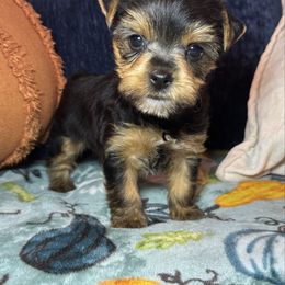 Girl 1 (Pink) - Black and gold female Yorkshire Terrier puppy in New Albany, Mississippi from Hardy Kennel