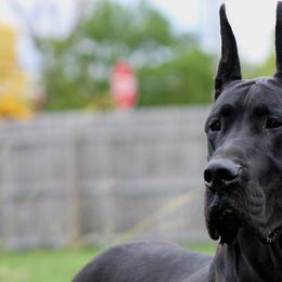 German Shepherds and Great Danes from Starr GSDs & Great Danes