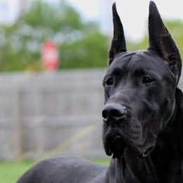 German Shepherds and Great Danes from Starr GSDs & Great Danes
