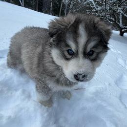 Ginger Snap - Gray and white male Siberian Husky puppy in West Branch, Michigan from First Frost Kennels