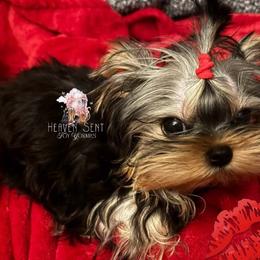 Mochi - Blue and gold male Yorkshire Terrier puppy in Riverside, California from Heaven_sent_toy_yorkies