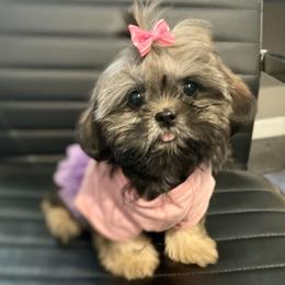 Shih Tzu Puppies from Amanda's Shih Tzu
