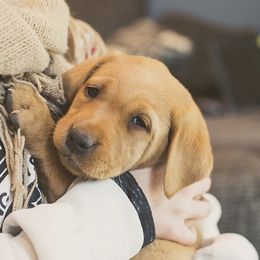Labradoodle and Labrador Retriever Puppies from Katie K9