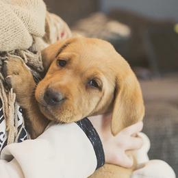 Labradoodle and Labrador Retriever Puppies from Katie K9