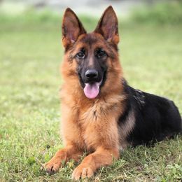 Bentley - Black and red German Shepherd puppy in Rockwall, Texas from Debut Shepherds