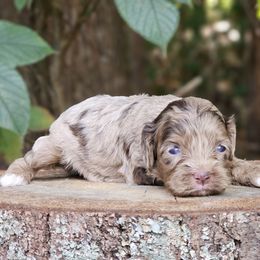 Grace - Merle female Cockapoo puppy in Louisburg, North Carolina from Raven Oak's Shepherds