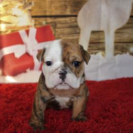 English Bulldog Puppies from Macnaughty Bulldogs