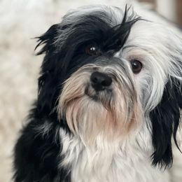 Artemis - Havanese