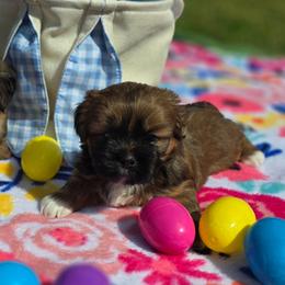 Boy 2 - Red male Lhasa Apso puppy in Ruffin, South Carolina from Maynard Meadows Lhasa Apsos