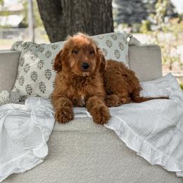 Turciose collar - Red  male Goldendoodle puppy in Spokane, Washington from Dream Doodles in Spokane WA