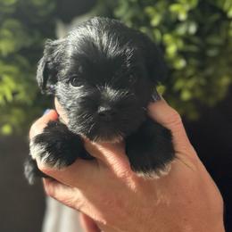 Light Pink Girl - Black female Miniature Schnauzer puppy in Oneonta, Alabama from Murphree Valley Kennels