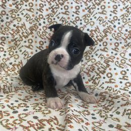 Doug - Black brindle and white male Boston Terrier puppy in Fillmore, Illinois from Wind Hill Puppies