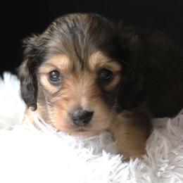 Lorelei - Blue and tan female Dachshund puppy in Azle, Texas from American Dachshunds