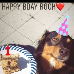 Australian Shepherd and Pomeranian All Grown Up from Willamette Valley Aussies