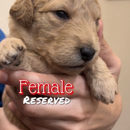 Cavapoo, Cockapoo, Goldendoodle, and Poodle Puppies from Clad Doodles