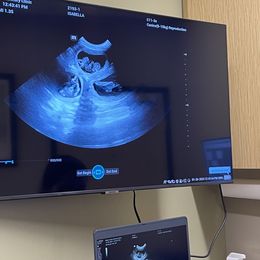 Dachshund Puppies from Long Little Doggies