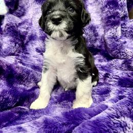 Portuguese Water Dog Puppies from Lawless Portuguese Water Dogs