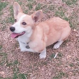 Ginger - American Corgi