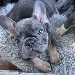 French Bulldog Puppies from High Tide Frenchies