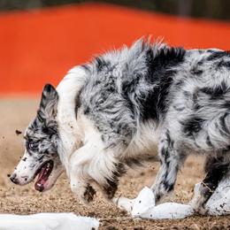 Hawkeye - Border Collie