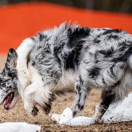 Hawkeye - Border Collie