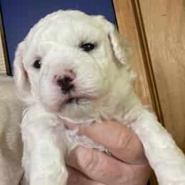 Kemoff - White male Bichon Frise puppy in Cave City, Kentucky from Loretta's Pups
