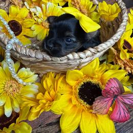 Zara - Black and tan female Yorkshire Terrier puppy in Tulsa, Oklahoma from Conns Cuddly Canines