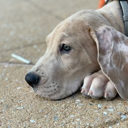 Great Dane and Yorkshire Terrier Puppies from Chuck City Danes