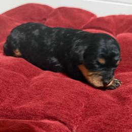Sage Jr. - Black and tan male Cavapoo puppy in Spokane, Washington from PJE Cavs and Poos