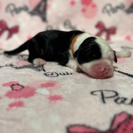 CHEESECAKE - Black and white female Sheepadoodle puppy in Riverside, California from Downtown Doodles & Frenchies