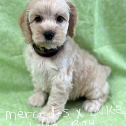 Mercedes boy green - Buff male Cockapoo puppy in Haines City, Florida from Camic Cockapoos