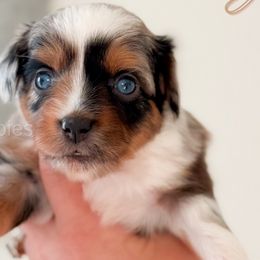 Aussiedoodles, Cavapoos, Miniature Australian Shepherds, and Toy Australian Shepherds from Copper Lane Aussies, Doodles & Cavapoos