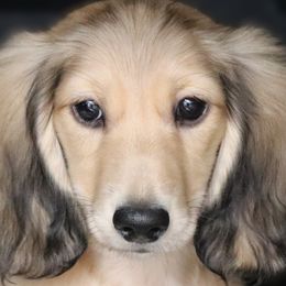 Boq - Dachshund puppy from American Dachshunds