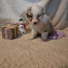 Twinkie - Red merle female Australian Shepherd puppy in Athol, Idaho from ShorDu