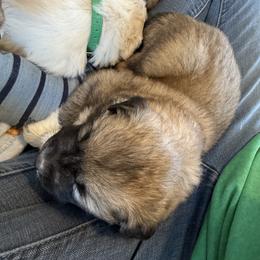 Betty Lou - Tan female Colorado Mountain Dog puppy in Colorado Springs, Colorado from Sharp Guardians and Goldens