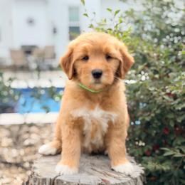 Shrek - Red  male Goldendoodle puppy in Rose Hill, North Carolina from Red Door Canines