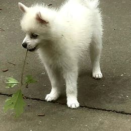 Pomsky Puppies from Sunshine Pomsky