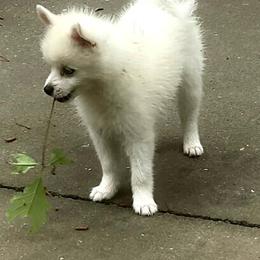 Pomsky Puppies from Sunshine Pomsky