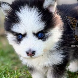 BUNNIE’S CHARLESTON - Black and white Pomsky puppy in Greeley, Colorado from Monarch Pomskies | Northern Colorado